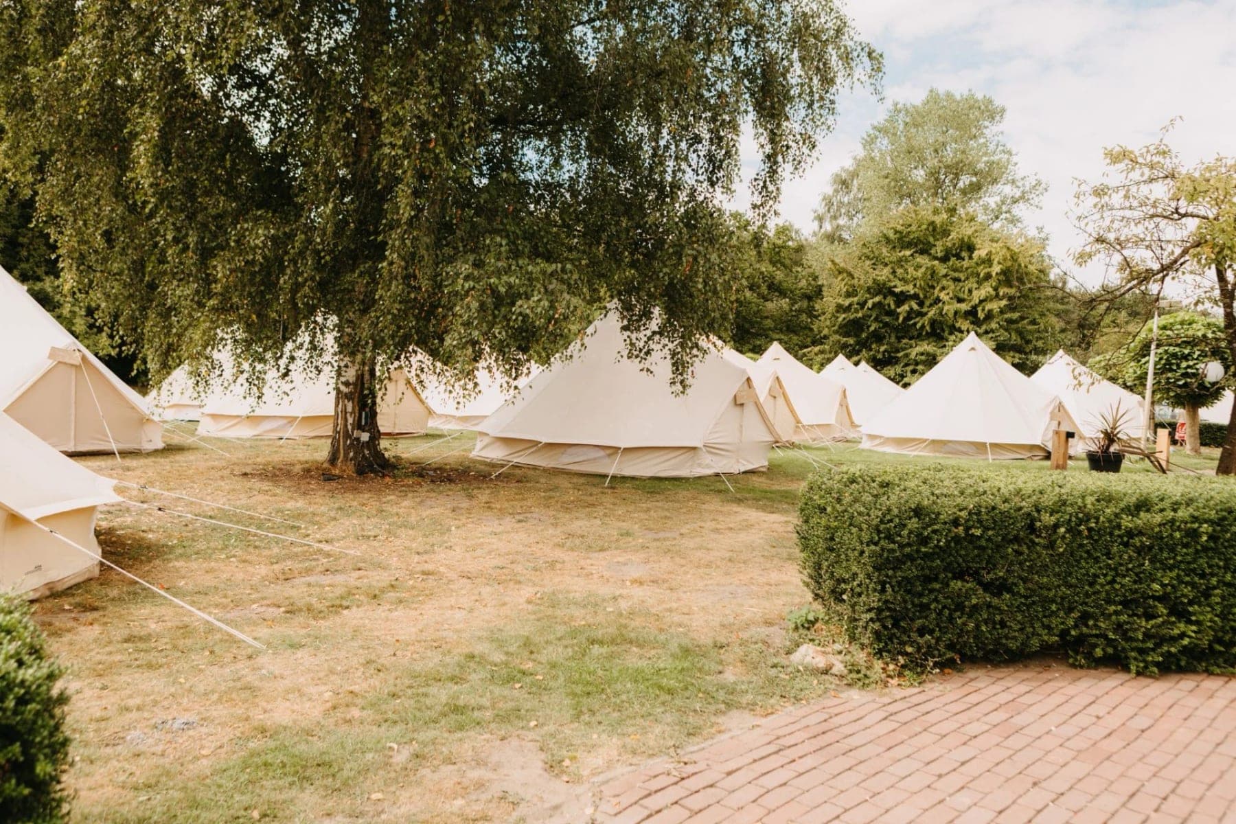 Belltenten in een kring rond een grote boom, naast een heg en een klinkerpad
