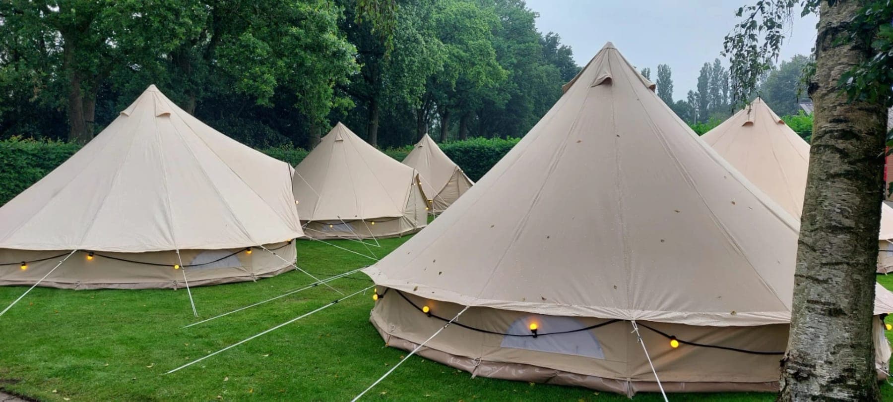 Belltenten met lichtsnoeren langs het canvas, onder een berk